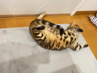 Kitty .. All in full view!