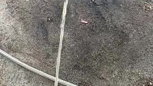 Afternoon pissing