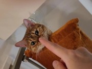 Normally gets excited  12/16