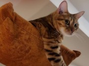 Normally gets excited  15/16