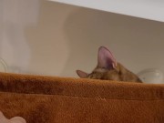 Normally gets excited  2/16