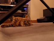 The roommate of her dreams 13/16