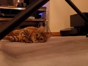 The roommate of her dreams 14/16