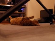 The roommate of her dreams 2/16