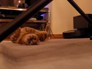 The roommate of her dreams 7/16