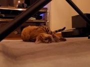 The roommate of her dreams 8/16