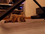 The roommate of her dreams 9/16