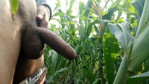 Cumming on maize leaf, 😲 super cumming