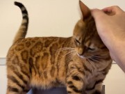 Lonely kitty wants a reward for staying at home ... . I'll pet her a lot.