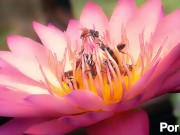 Movie Expohogogo 10/16