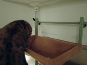 The play starts.cat 1/16