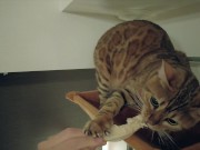 The play starts.cat 10/16