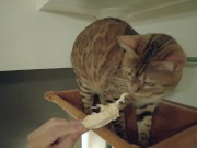 The play starts.cat 12/16