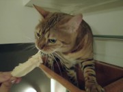 The play starts.cat 13/16