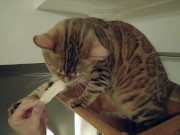 The play starts.cat 15/16