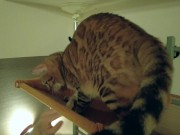 The play starts.cat 3/16