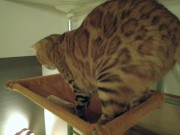 The play starts.cat 4/16