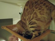 The play starts.cat 5/16