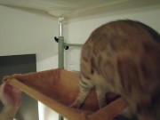 The play starts.cat 6/16