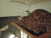 The play starts.cat 8/16