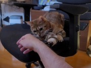 Playing with a Beloved ....  - Screenshot 13 of 16 - HD
