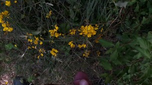 Gianni Ginestra piscia sulle ginestre in fiore