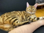 Incredibly beautiful with big tail  1/16