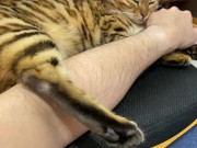 Incredibly beautiful with big tail  10/16