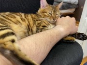 Incredibly beautiful with big tail  11/16