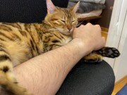 Incredibly beautiful with big tail  12/16