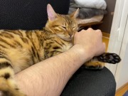 Incredibly beautiful with big tail  13/16