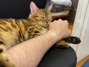 Incredibly beautiful with big tail  14/16