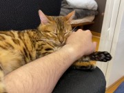 Incredibly beautiful with big tail  15/16