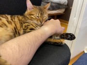 Incredibly beautiful with big tail 