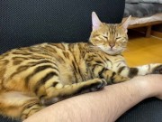 Incredibly beautiful with big tail  2/16