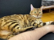 Incredibly beautiful with big tail  3/16