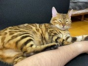 Incredibly beautiful with big tail  4/16