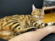 Incredibly beautiful with big tail  5/16