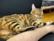 Incredibly beautiful with big tail  6/16