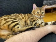 Incredibly beautiful with big tail  7/16