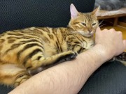 Incredibly beautiful with big tail  8/16