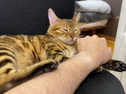 Incredibly beautiful with big tail  9/16