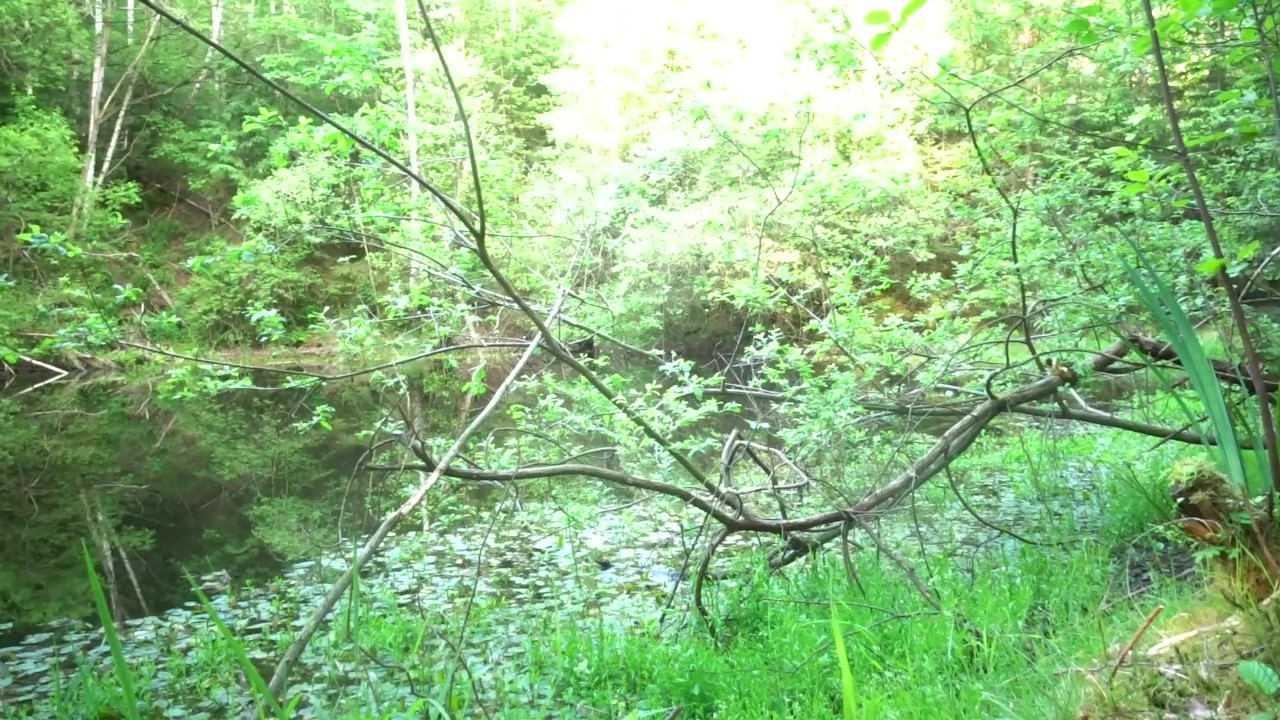 prostitution public outdoor from the street to the lake in the forest - Free Sex Video - RedTube