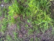 Парень застал писающую девушку и трахнул ее 9/16