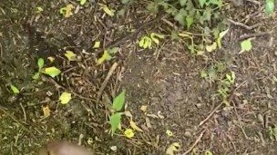 Piss and wank in a field