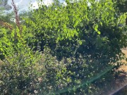 PROPUESTA INDECENTE A LATINA CACHONDA EN EL PARQUE 1/16