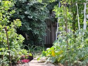 The cherry is ripe. I am harvesting. 10/16