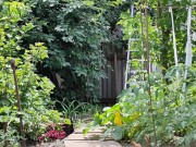 The cherry is ripe. I am harvesting.