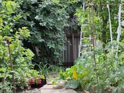 The cherry is ripe. I am harvesting. 13/16