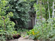 The cherry is ripe. I am harvesting. 14/16